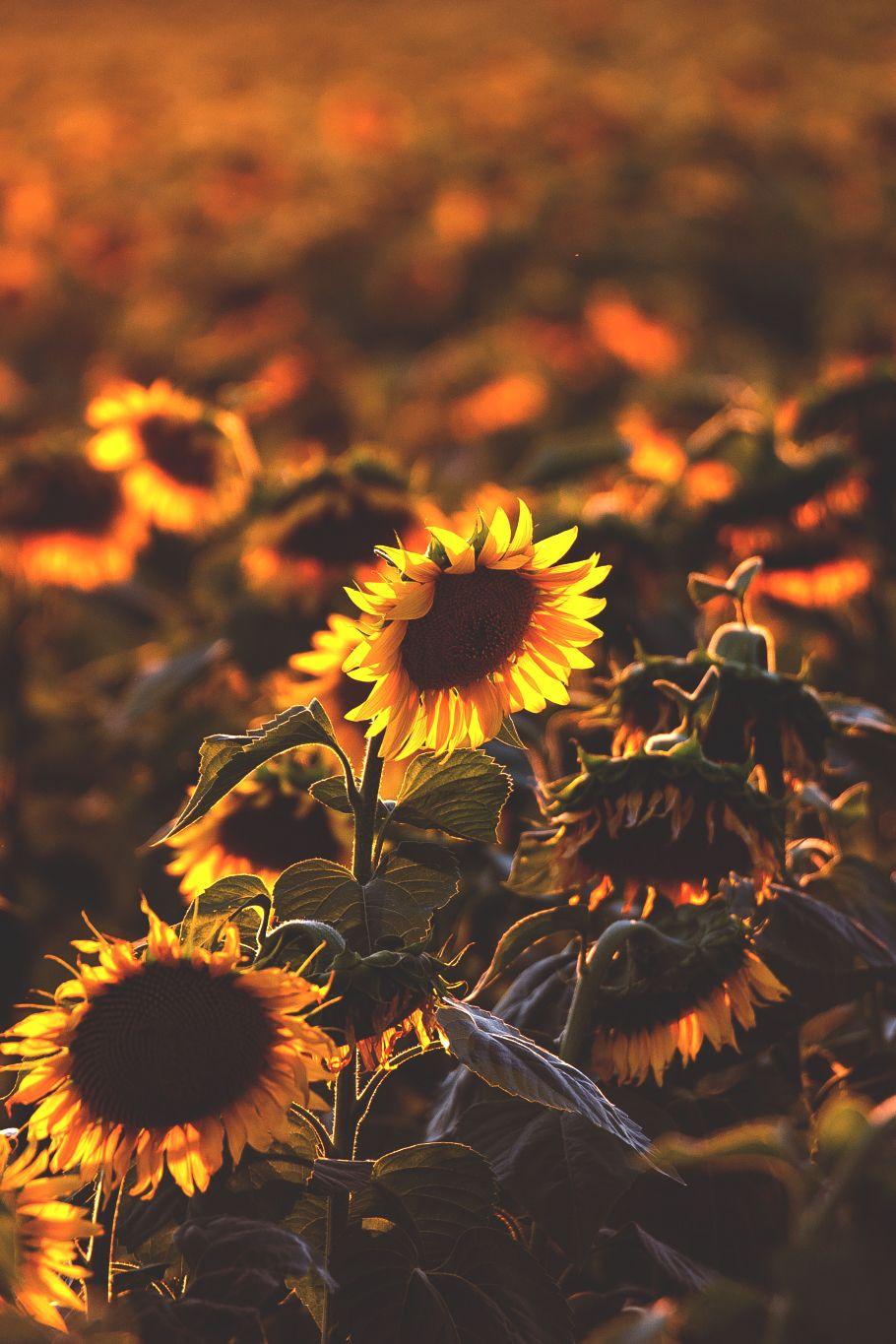 Free Sunflower Wallpaper For Your Phone