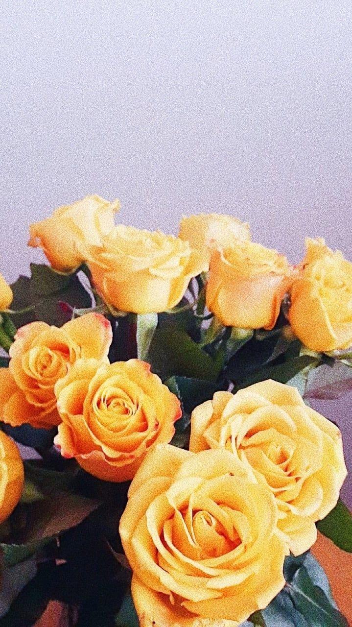 Aesthetic Yellow Rose Wallpapers Top Free Aesthetic Yellow Rose
