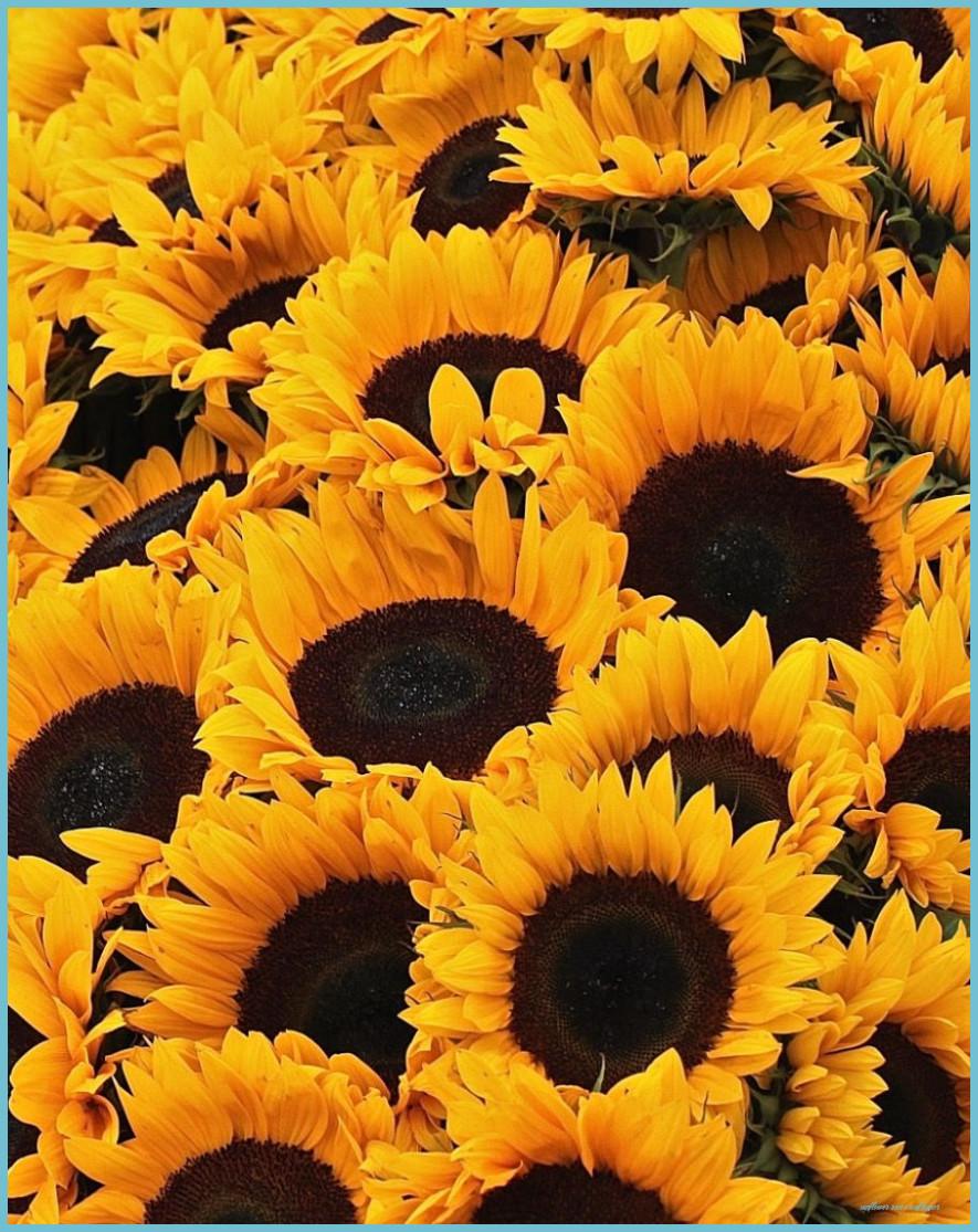 885x1115 Sunflowers Sunflowers And Roses, Sunflower Photography Roses Wallpaper