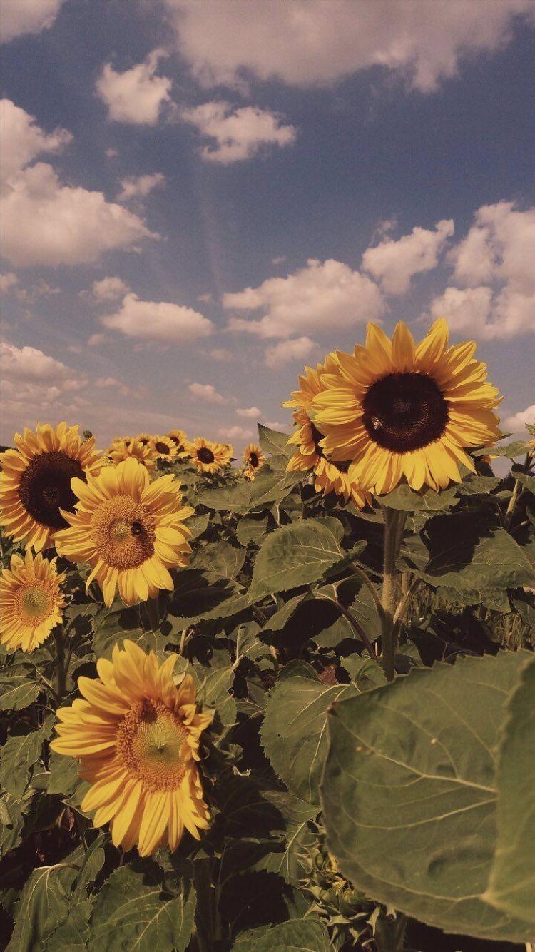 750x1334 Sunflower Aesthetic Wallpaper