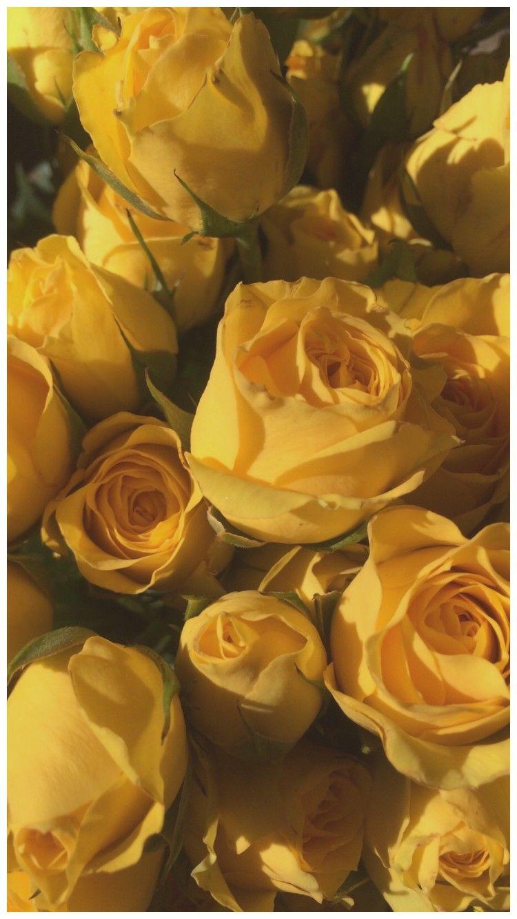 750x1334 Yellow Rose Aesthetic Wallpaper