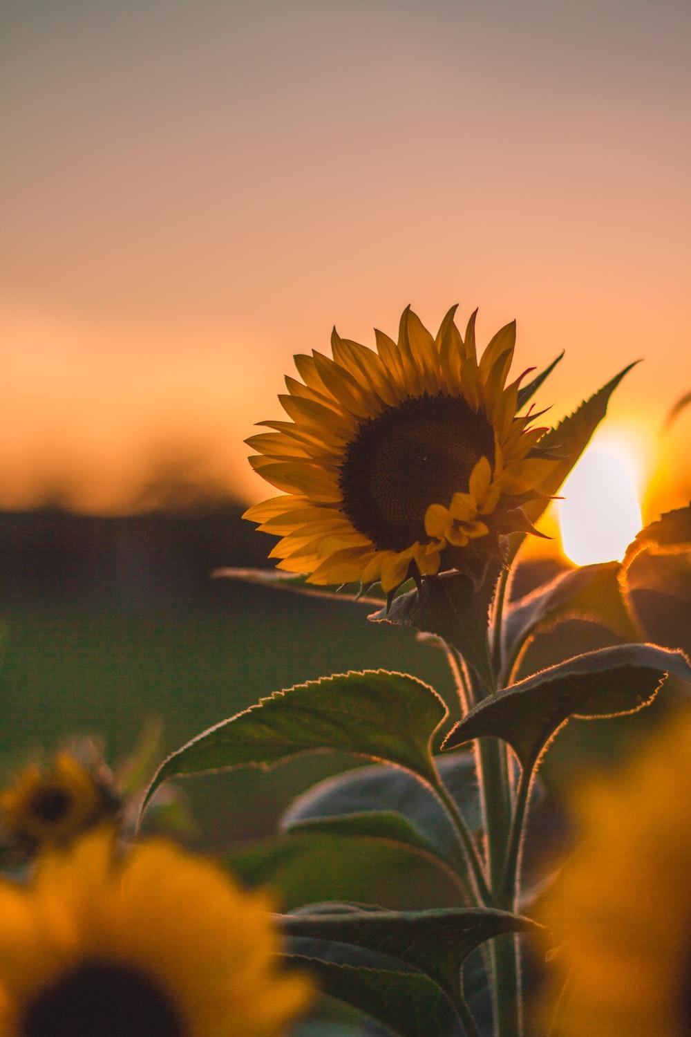 1000x1500 Sunflower Picture [HQ]. Download Free Image
