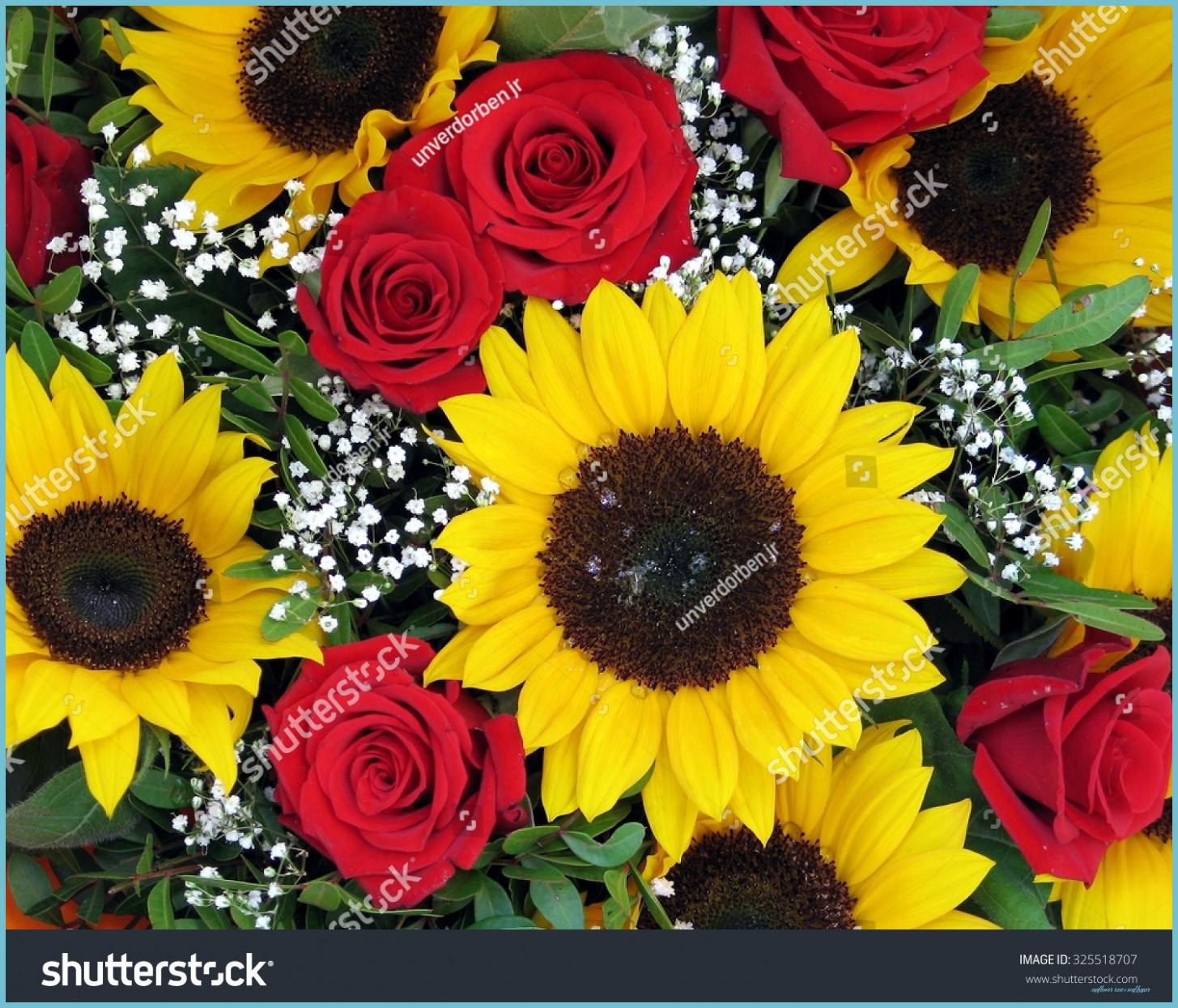 1455x1245 Ten Benefits Of Sunflower Roses Wallpaper That May Change Your Perspective. Sunflower Roses Wallpaper