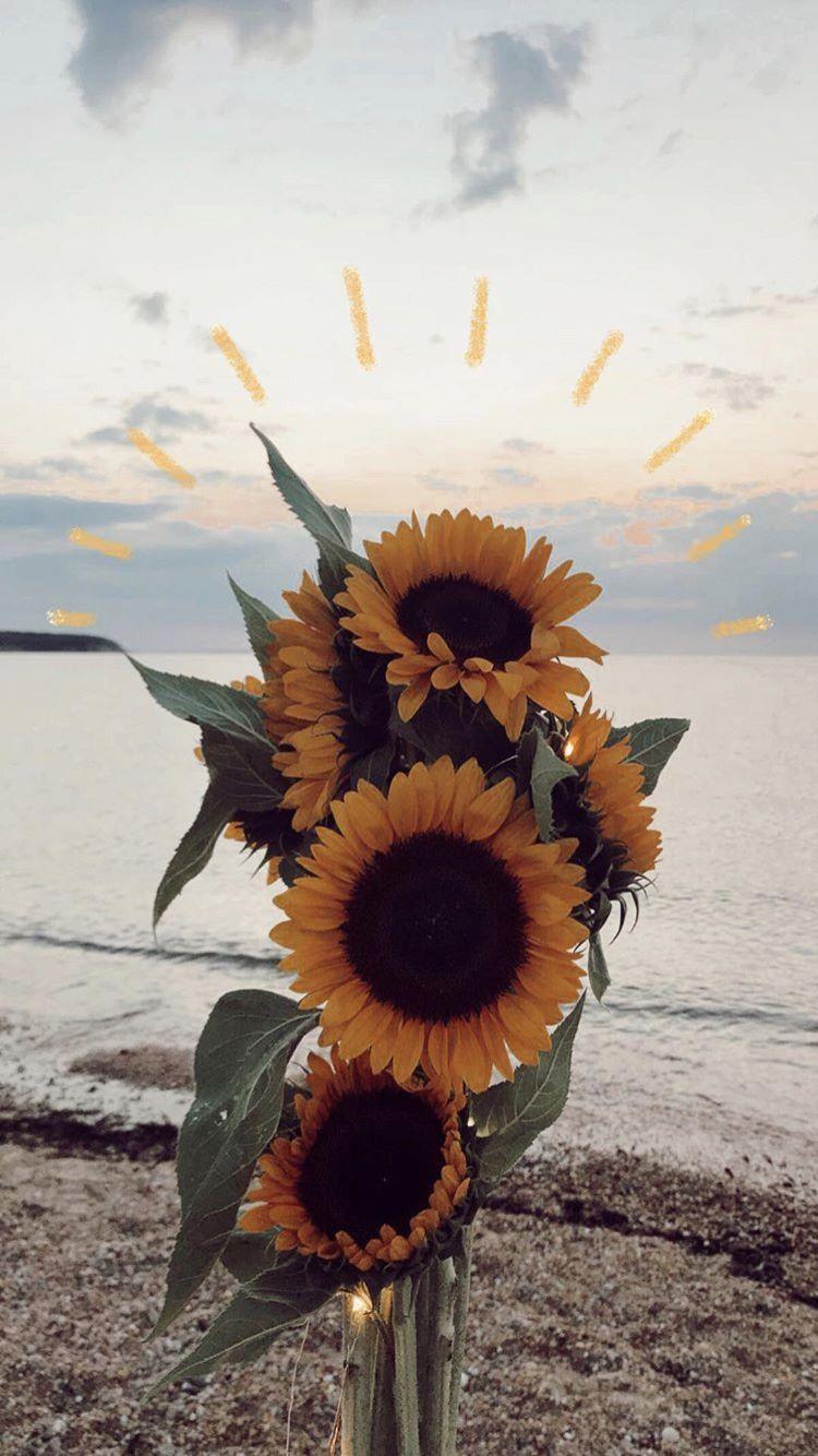 750x1334 p i n t e r e s t.. annalisekphillipss. Sunflower wallpaper, Nature photography, Flower wallpaper