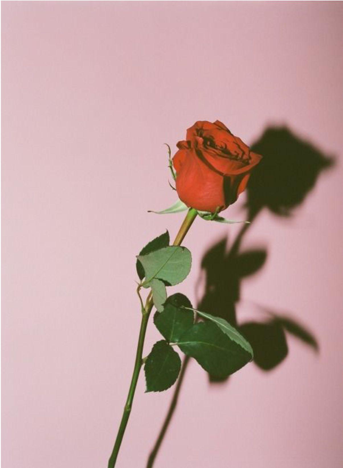 1204x1642 √ Aesthetic Rose Wallpaper