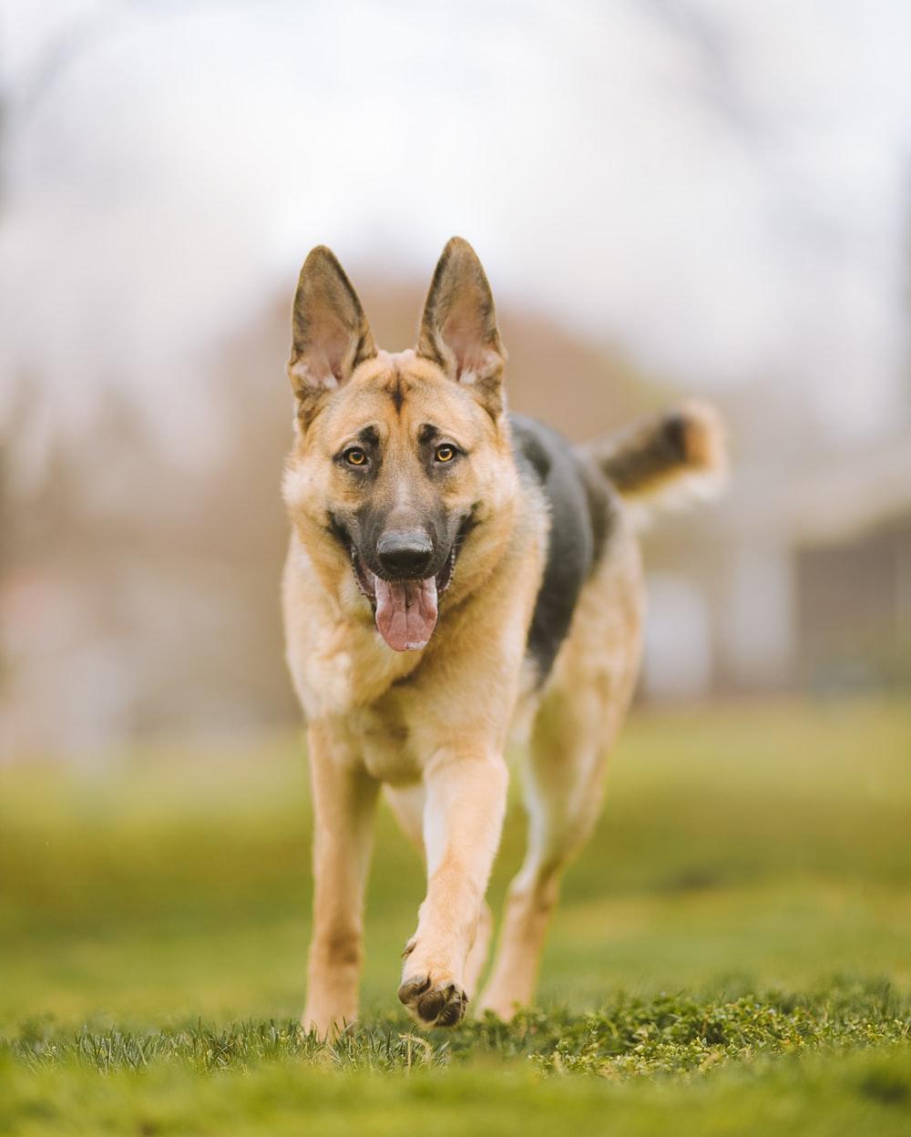 1000x1248 Running Dog Picture. Download Free Image
