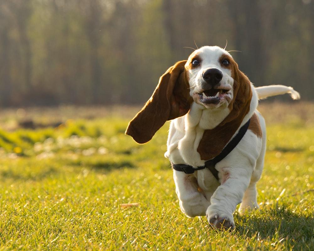 1000x800 Dog Running Picture. Download Free Image