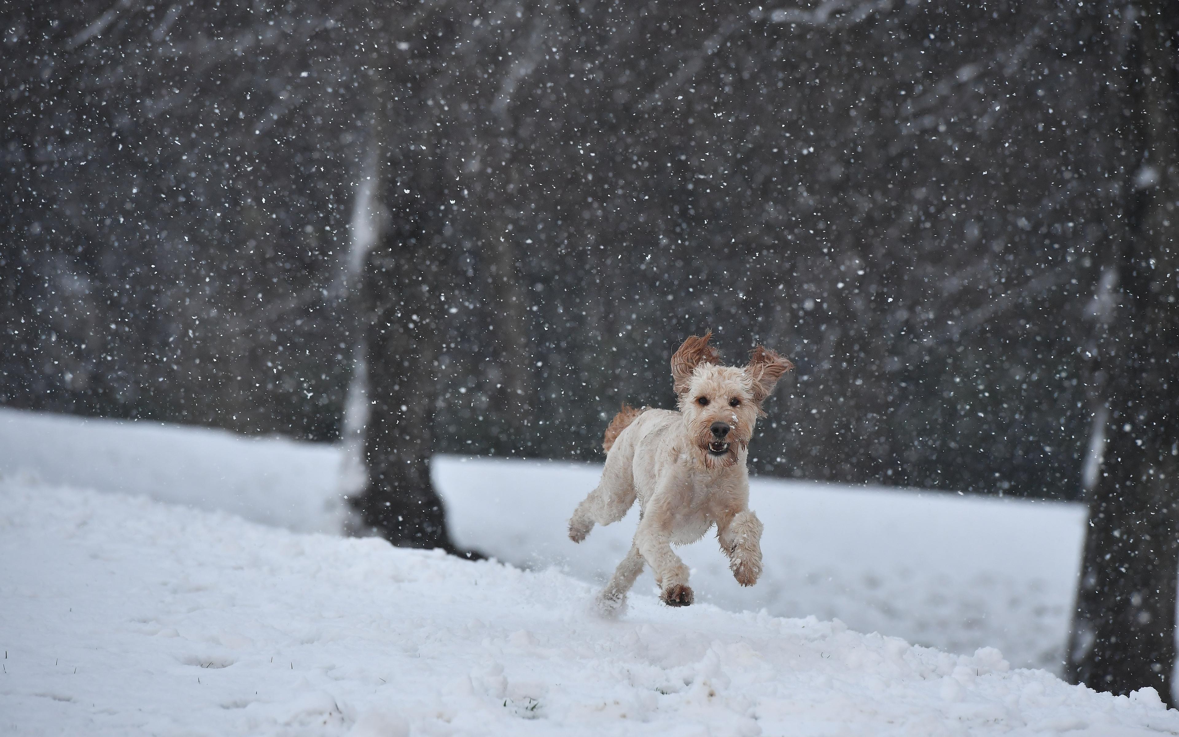 3840x2400 Dog Running In A Snow 4k HD 4k Wallpaper, Image, Background, Photo and Picture