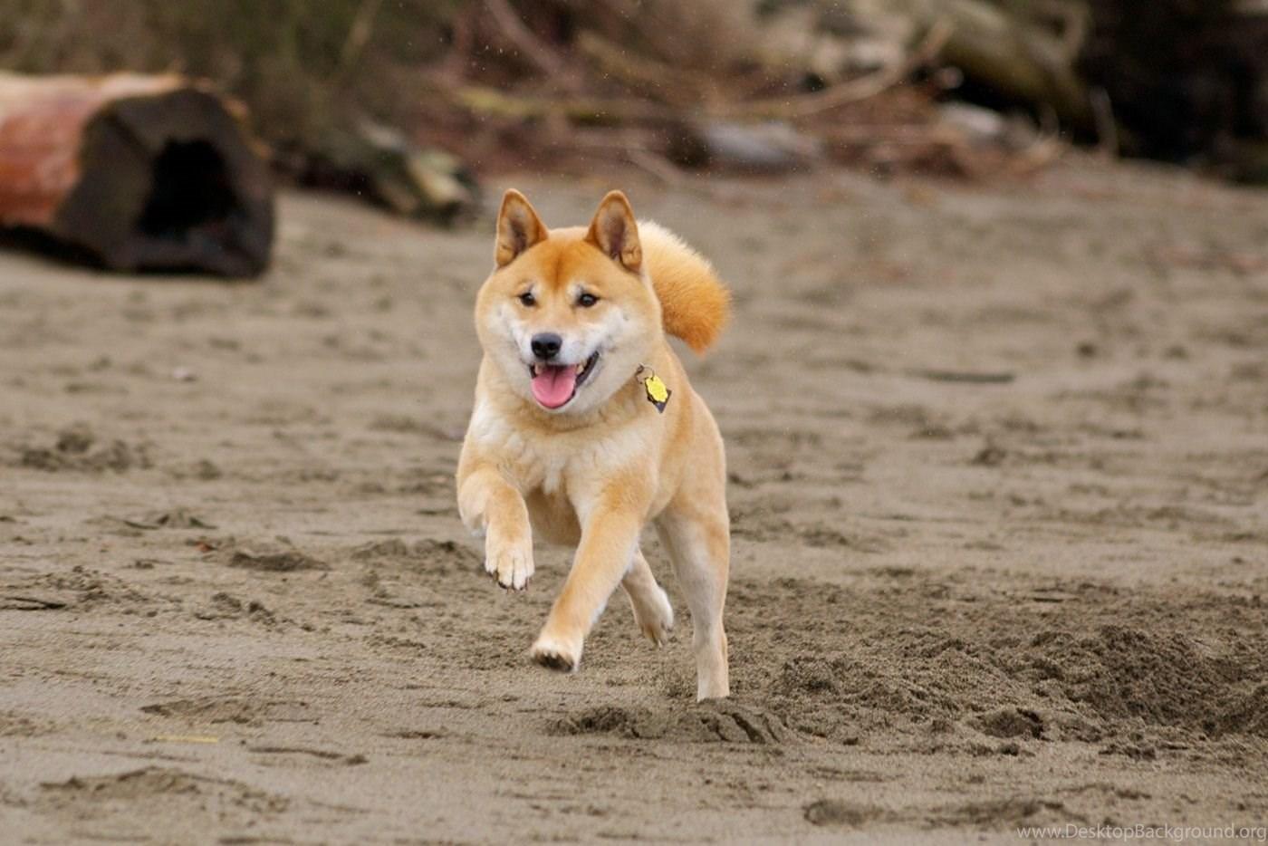 Dog Running Wallpapers - Top Free Dog Running Backgrounds - WallpaperAccess