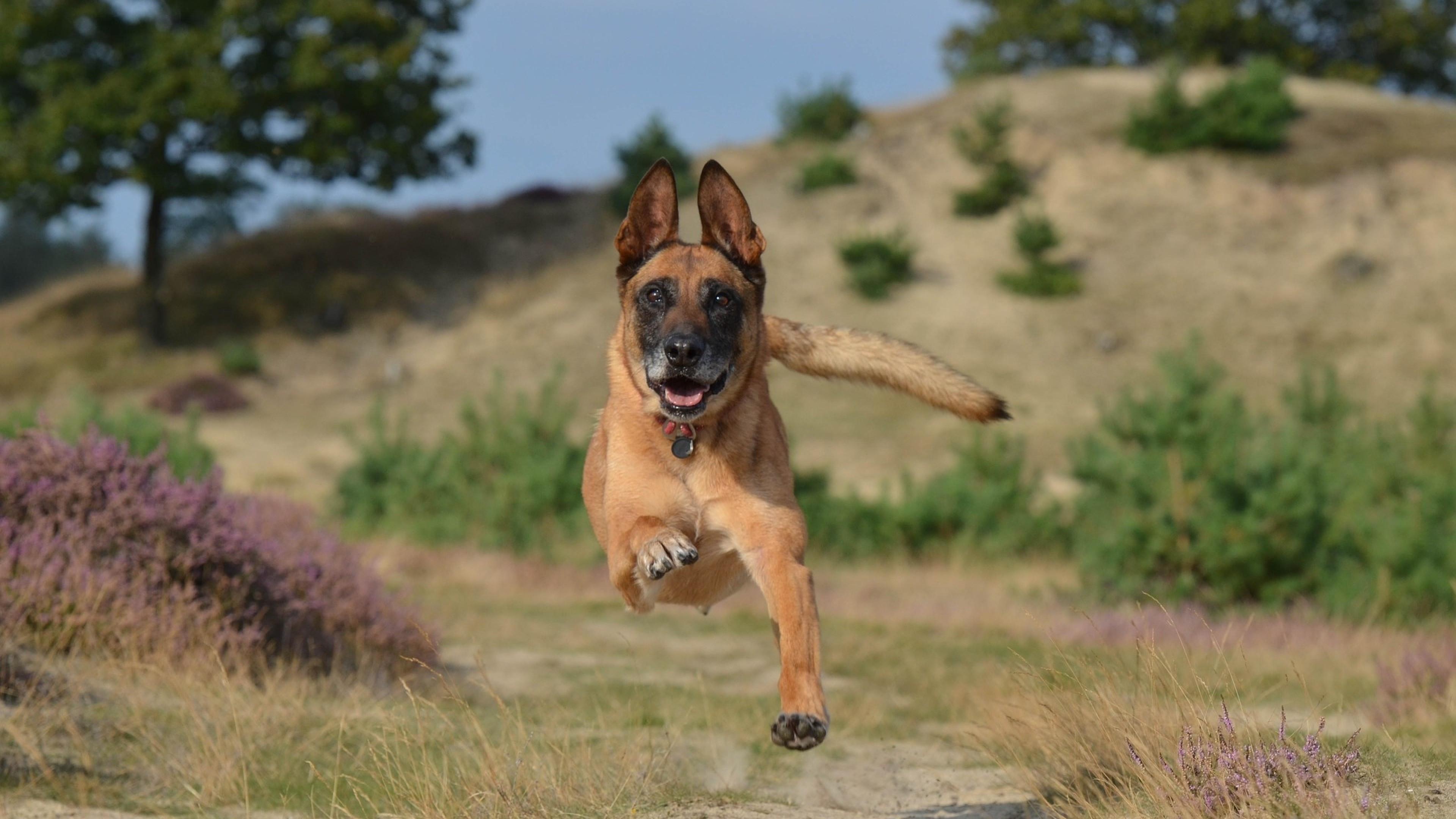 3840x2160 Download 3840x2160 Belgian Malinois Dog, Running Wallpaper for UHD TV