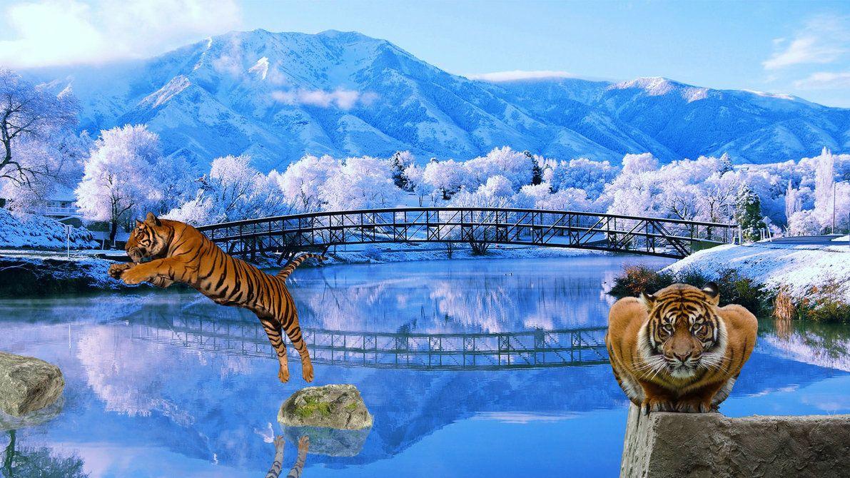 1191x670 Tiger Wallpaper