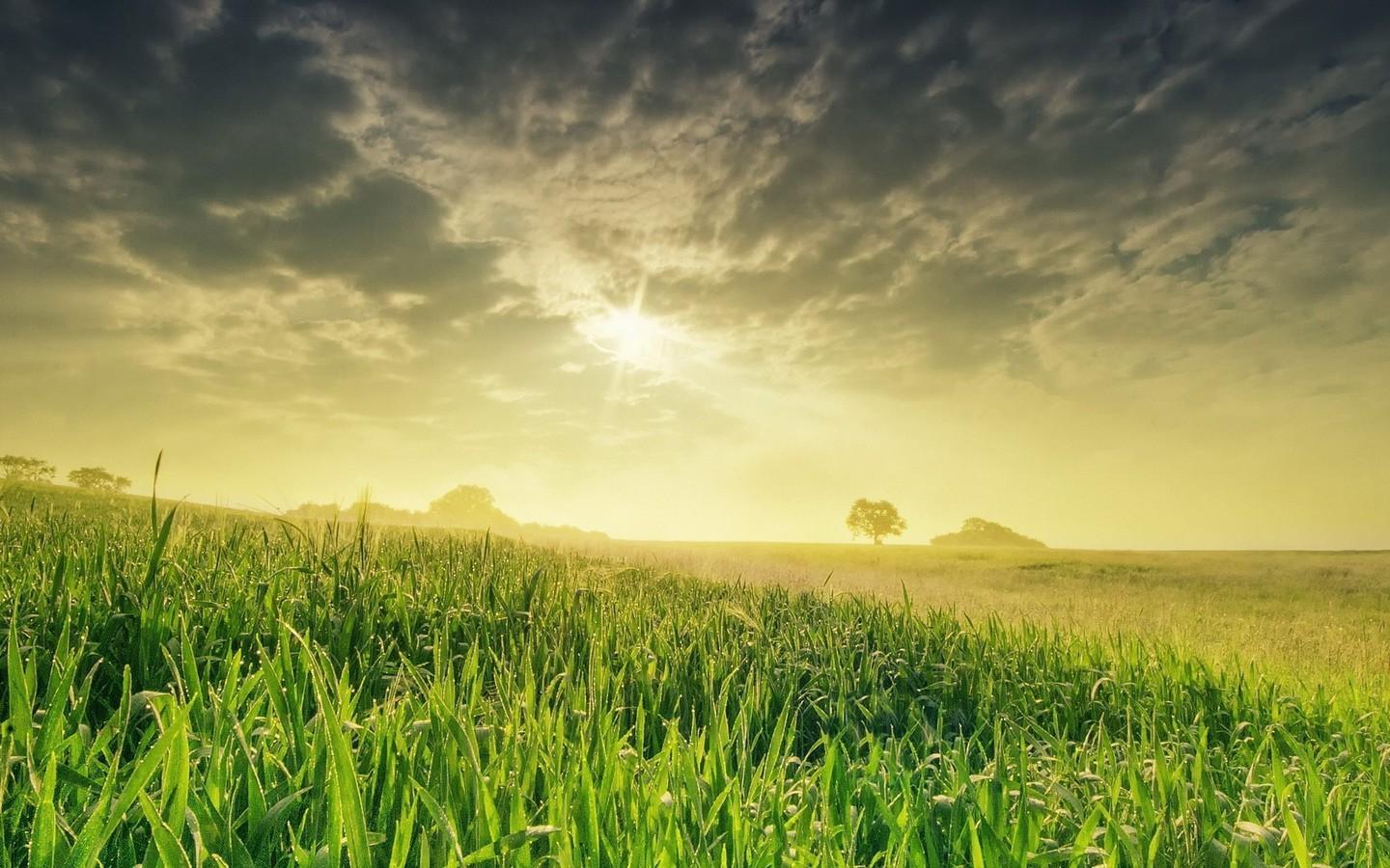 1440x900 Grass Field Wallpaper HD HD Wallpaper
