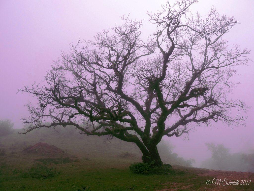 1024x768 Misty Morning 18July2017
