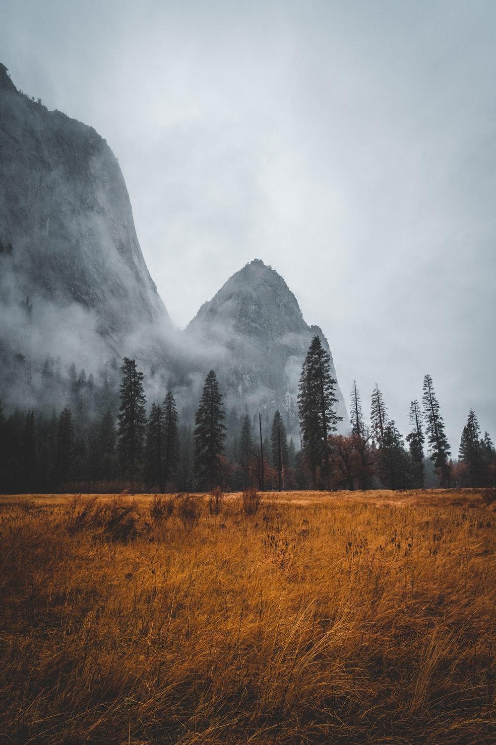 1000x1500 grass field near tall trees in mountain photo