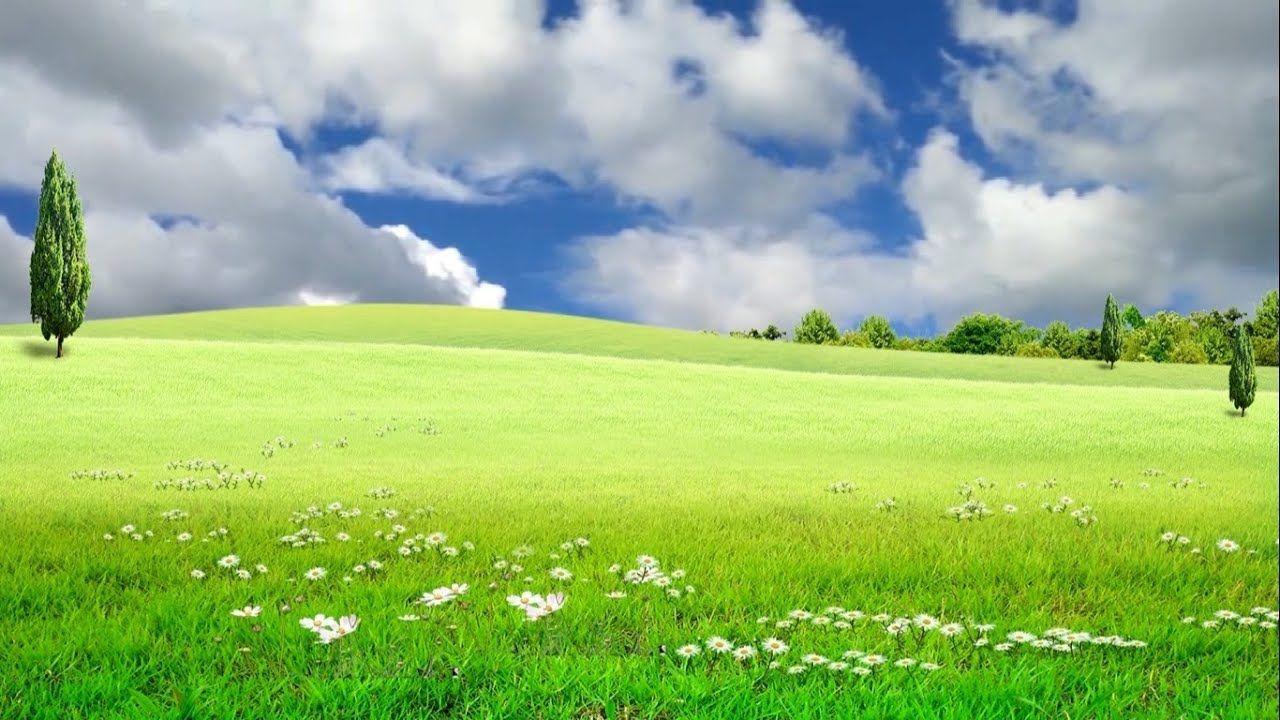 1280x720 Free download Beautiful Nature Nature Landscape Video Grass Field Background [1280x720] for your Desktop, Mobile & Tablet. Explore Field Background. Field Wallpaper, Sally Field Wallpaper, Open Field Wallpaper