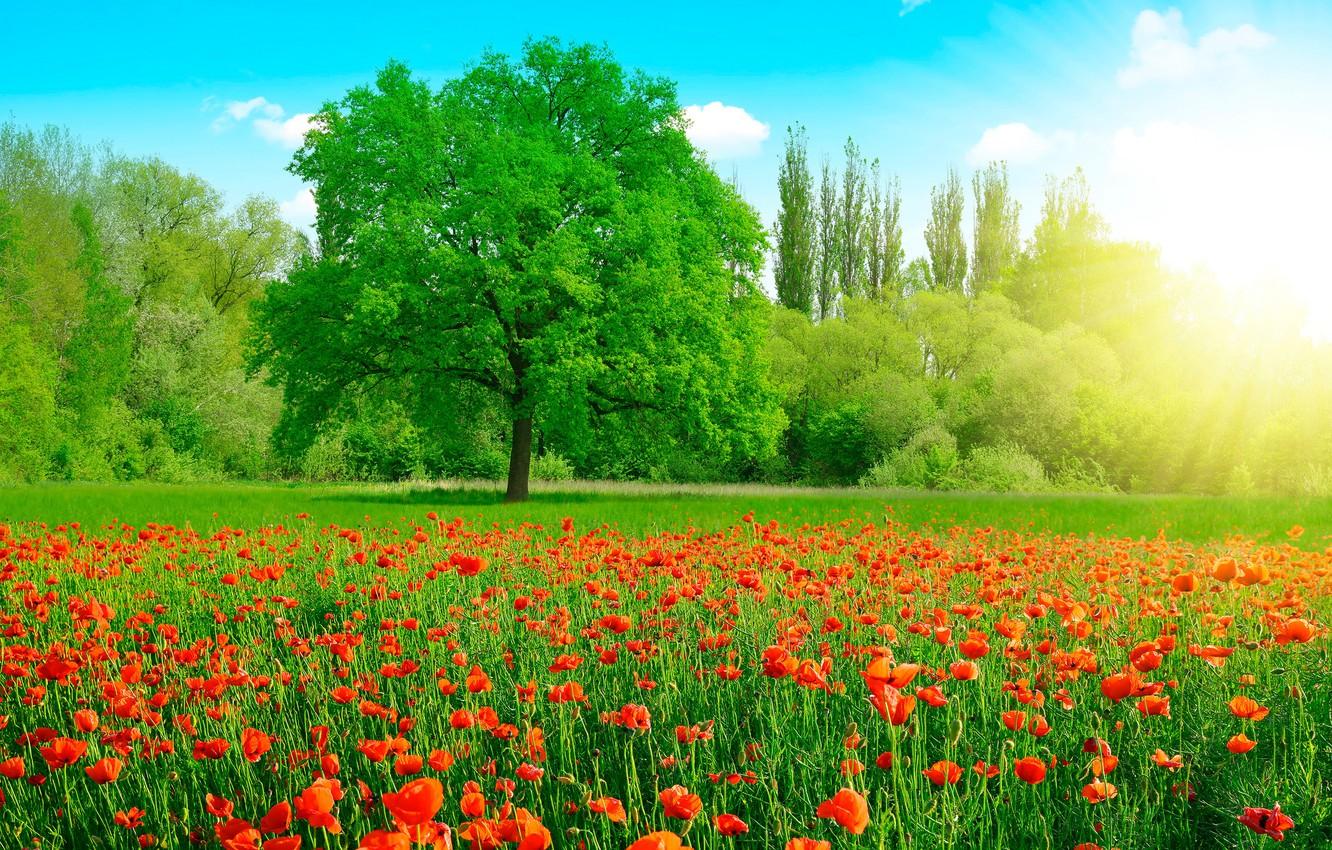 1332x850 Photo Wallpaper Greens, Field, Summer, The Sky, Grass, Field With Flowers And Trees