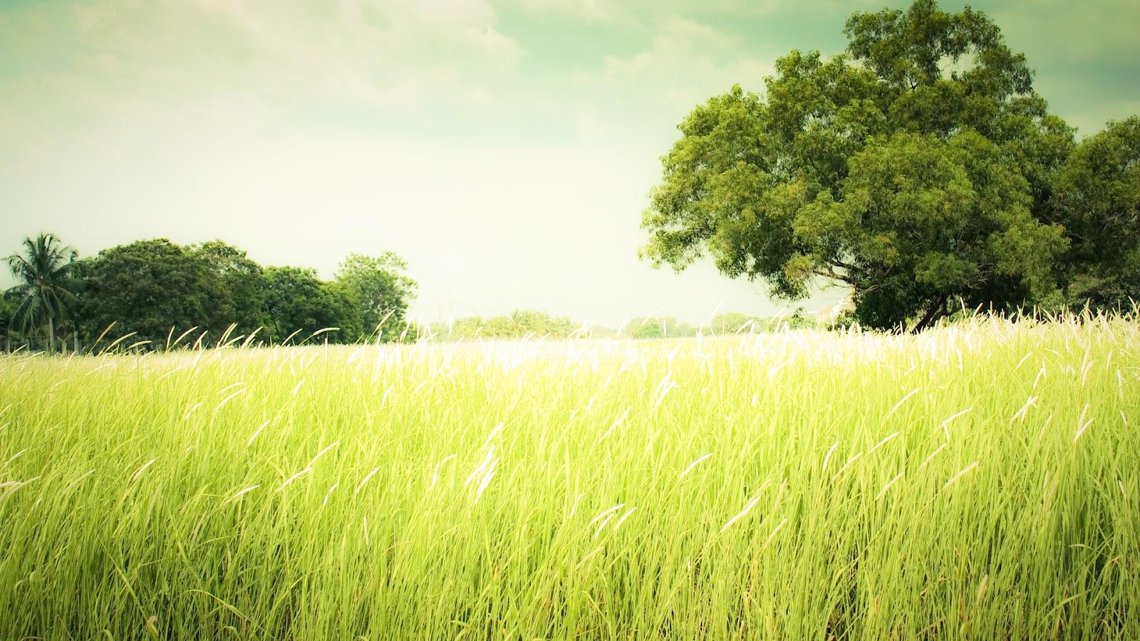 Grassy Field Wallpapers - Top Free Grassy Field Backgrounds ...