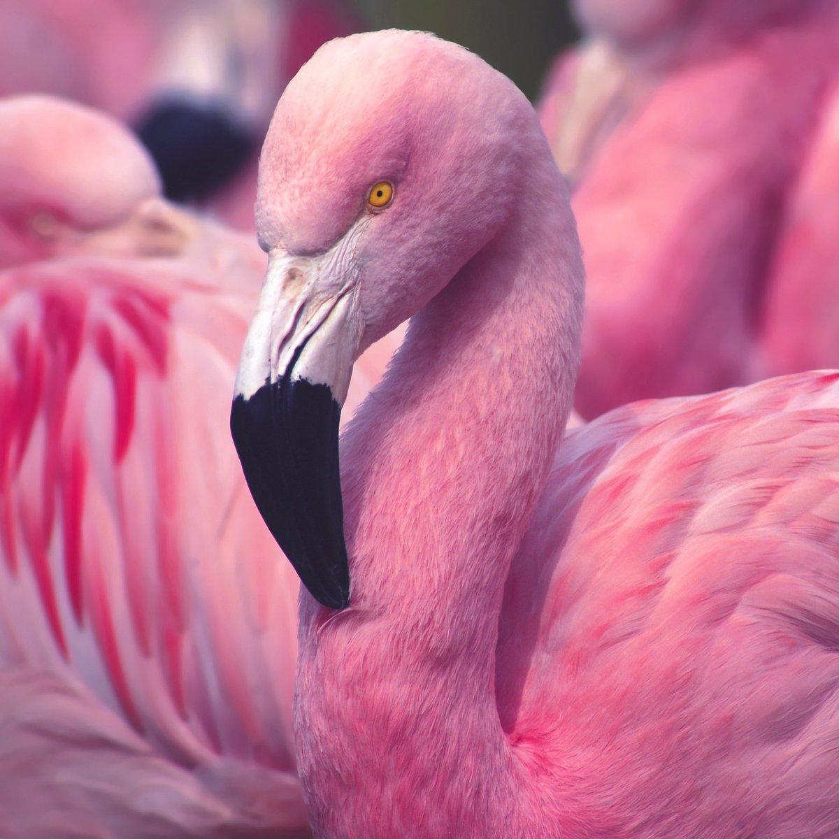 1200x1200 everpix flamingos are very beautiful birds! Would you like to see more of wallpaper like this in the app? #wallpaper #wallpaper #iphonewallpaper #iphonewallpaper #background #background #iphone_wallpaper #iphone_wallpaper