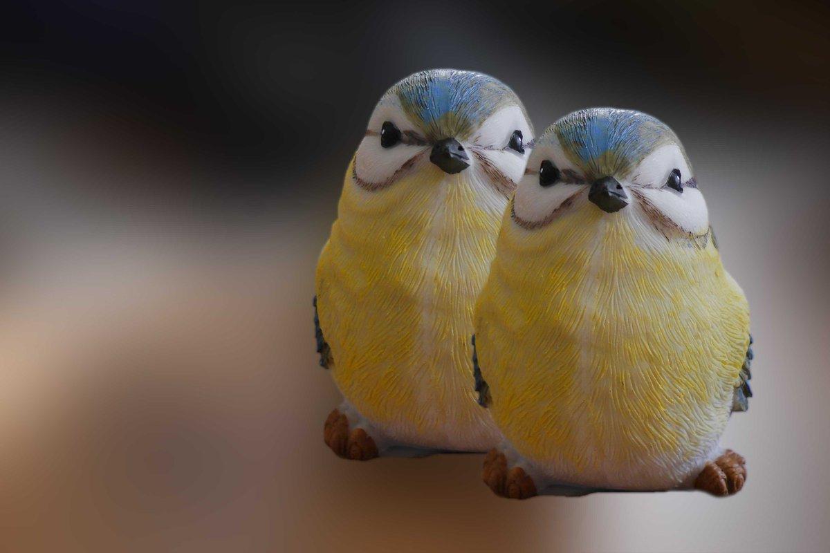 1200x800 Wallpaper World: 4K, HD Background Beautiful 4K, HD Mobile Wallpaper collection in Wallpaper World by PixaBro #bird #common_pet_parakeet #parakeet #beak #fauna #parrot #organism #hdwallpaper #hdbackground Image Source
