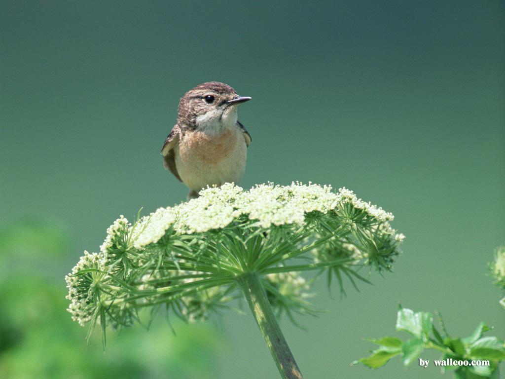 1024x768 Free download Email This BlogThis Share to Twitter Share to Facebook Share to [1024x768] for your Desktop, Mobile & Tablet. Explore Bird Background Wallpaper. Birds Wallpaper, Birds Wallpaper Desktop