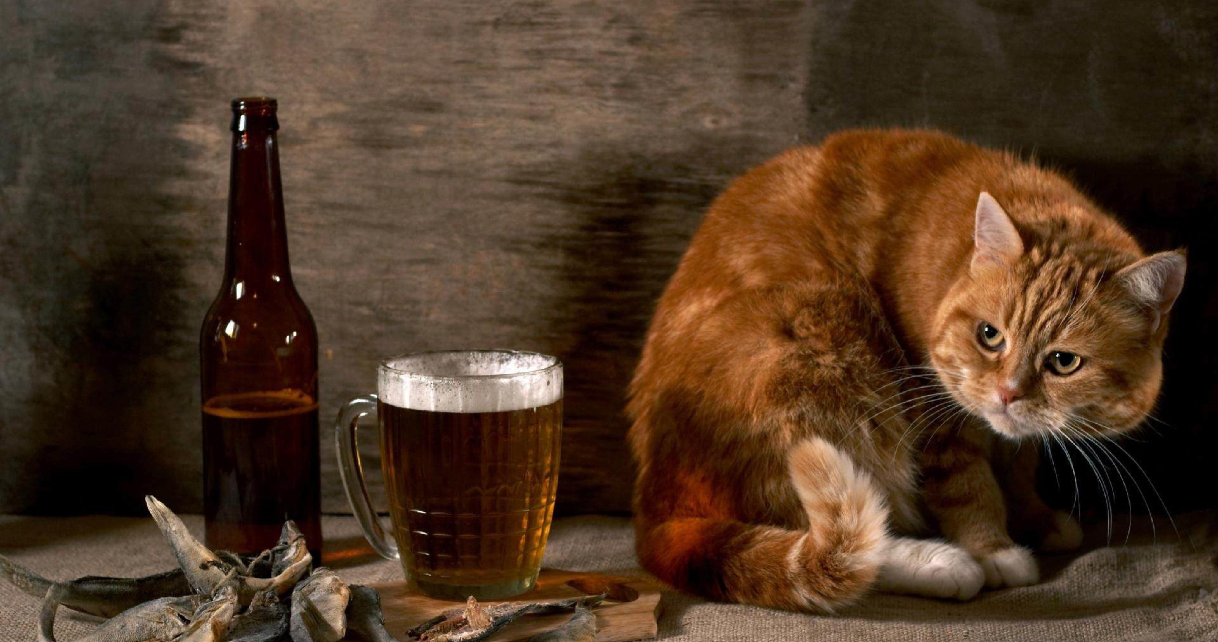 4096x2160 beer and cat 4k ultra HD wallpaper High quality walls