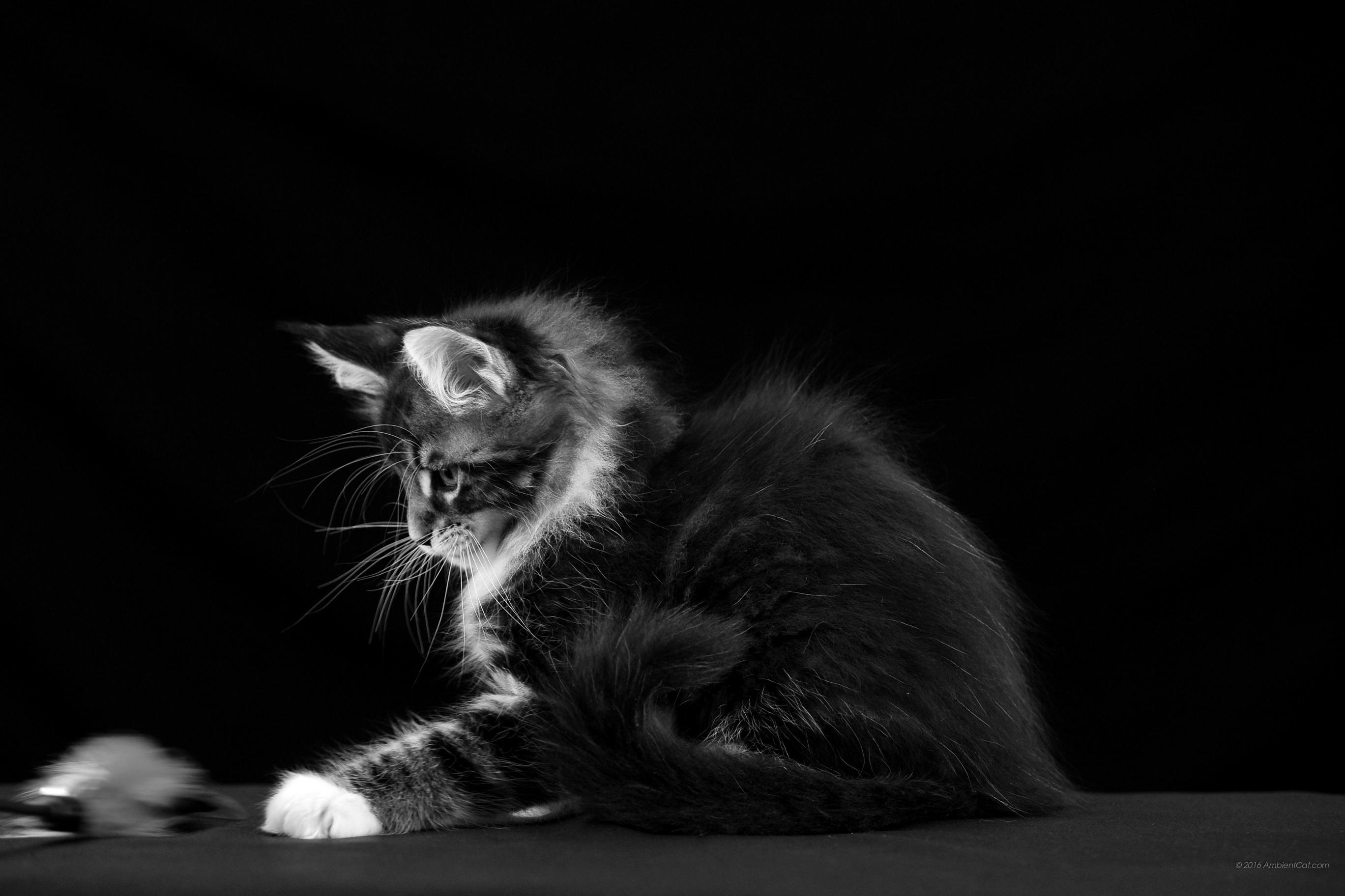 2736x1824 Surface Wallpaper Surface Background