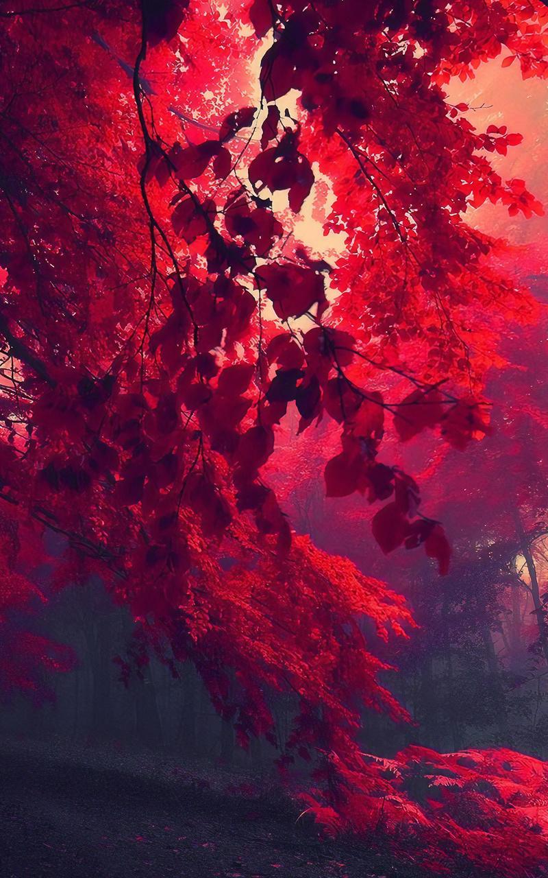 800x1280 Dark Red Autumn Forest Nexus Samsung Galaxy Tab Note Android Tablets HD 4k Wallpaper, Image, Background, Photo and Picture