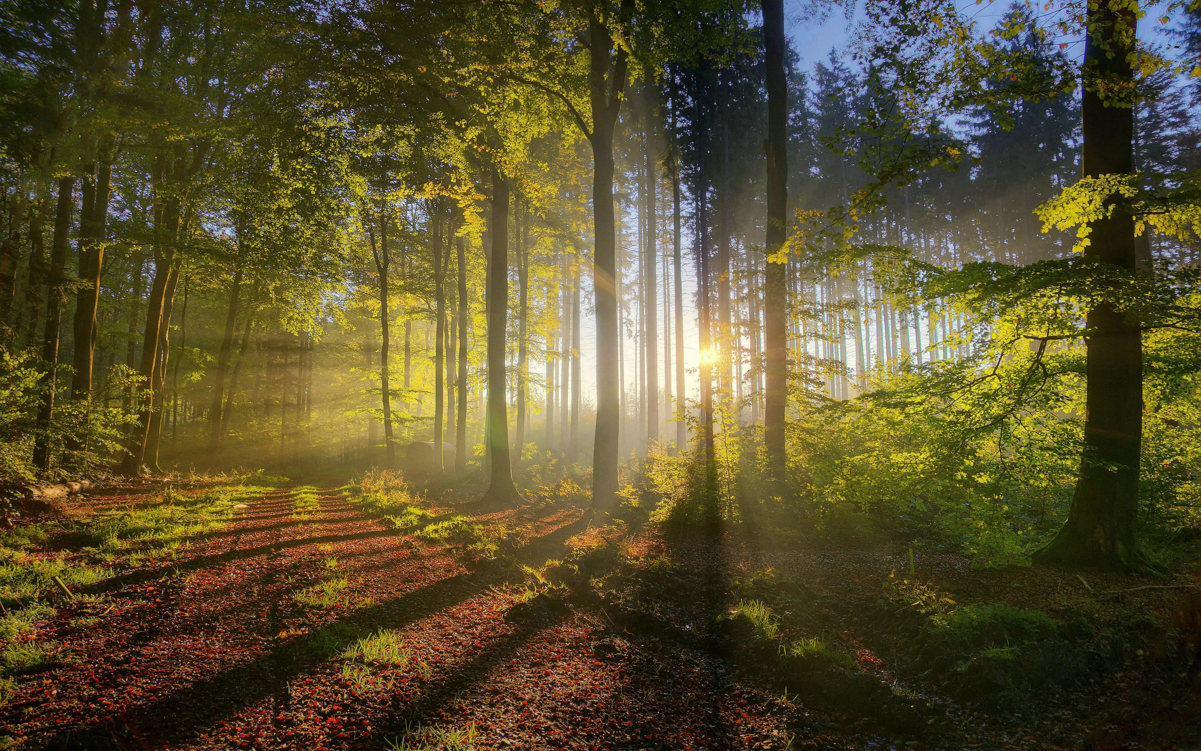 3840x2400 Free download summer forest wallpaper desktop walljpegcom [3840x2400] for your Desktop, Mobile & Tablet. Explore Forest Wallpaper for Desktop. Rainforest Wallpaper, Dark Forest Wallpaper, Forest Picture Wallpaper