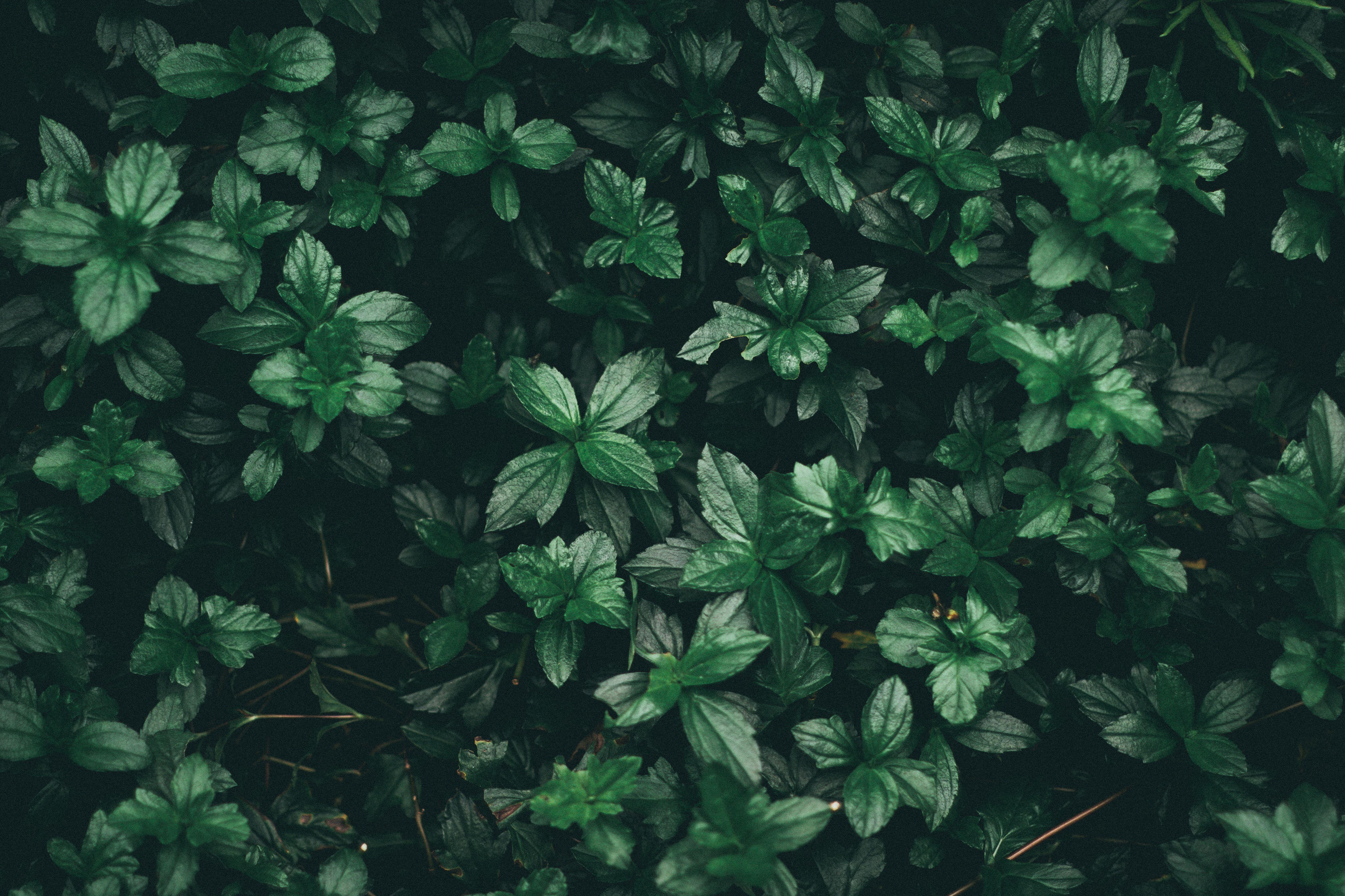 6000x4000 Green Aesthetic Desktop Wallpaper, HD Green Aesthetic Desktop Background
