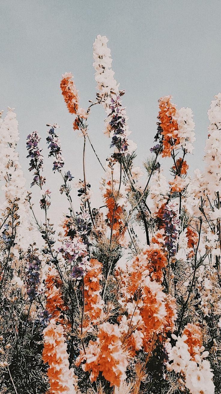 736x1309 flowers #summer #garden #summervibes #goodvibes #prettyflowers #aesthetic. Flower phone wallpaper, iPhone background wallpaper, Pretty wallpaper