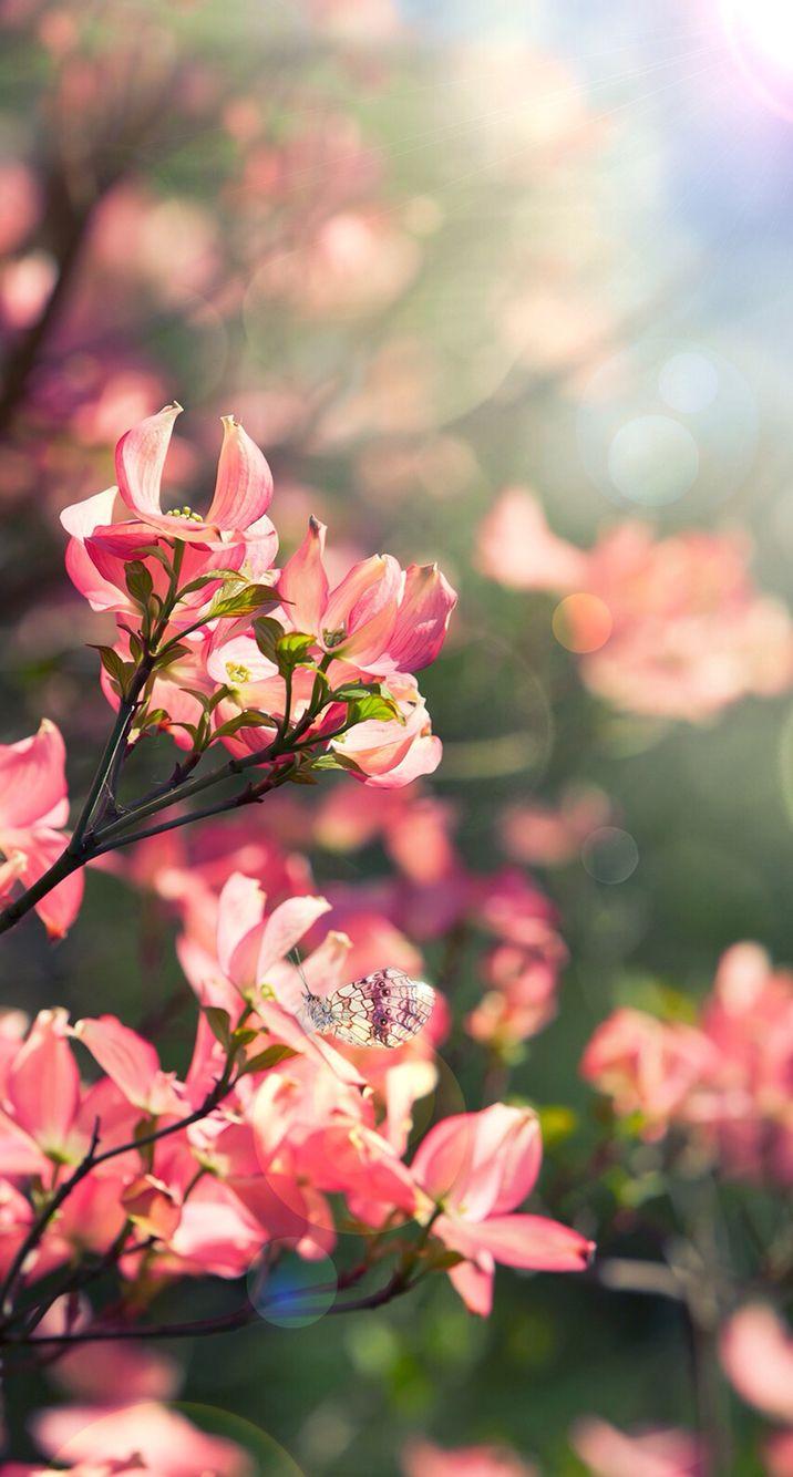 716x1334 Beautiful flowers Garden. Spring wallpaper, Beautiful flowers, Beautiful flowers wallpaper