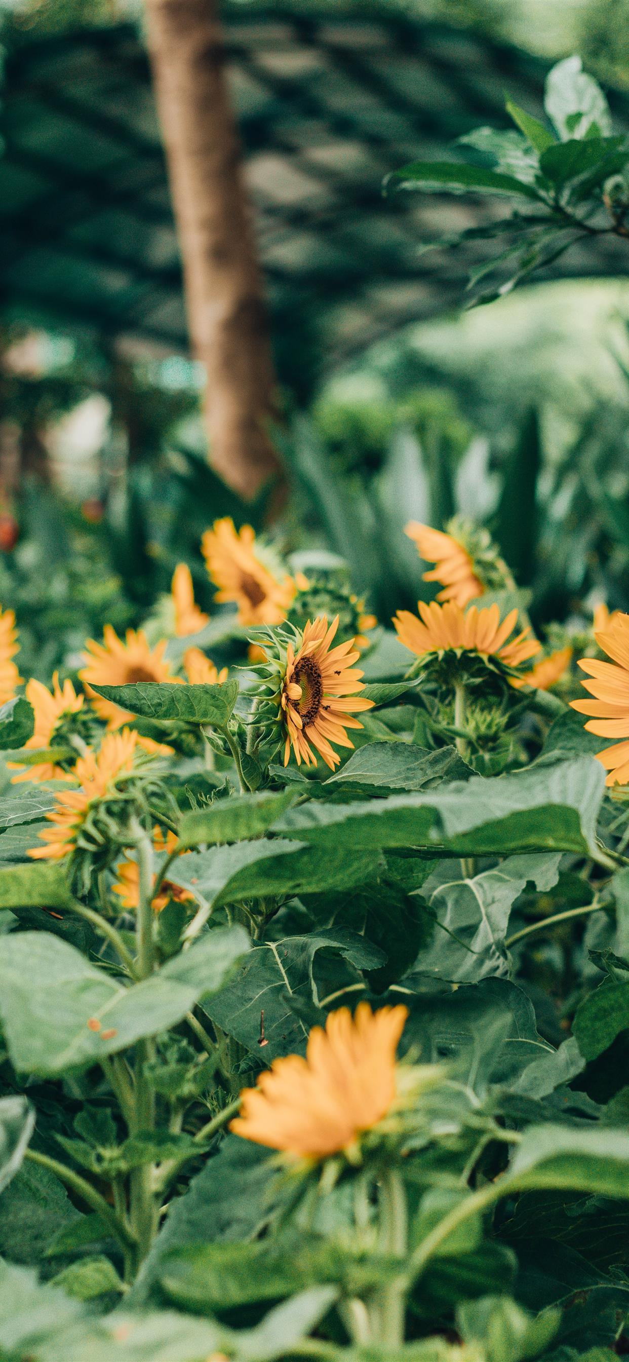 Garden Phone Wallpapers Top Free Garden Phone Backgrounds