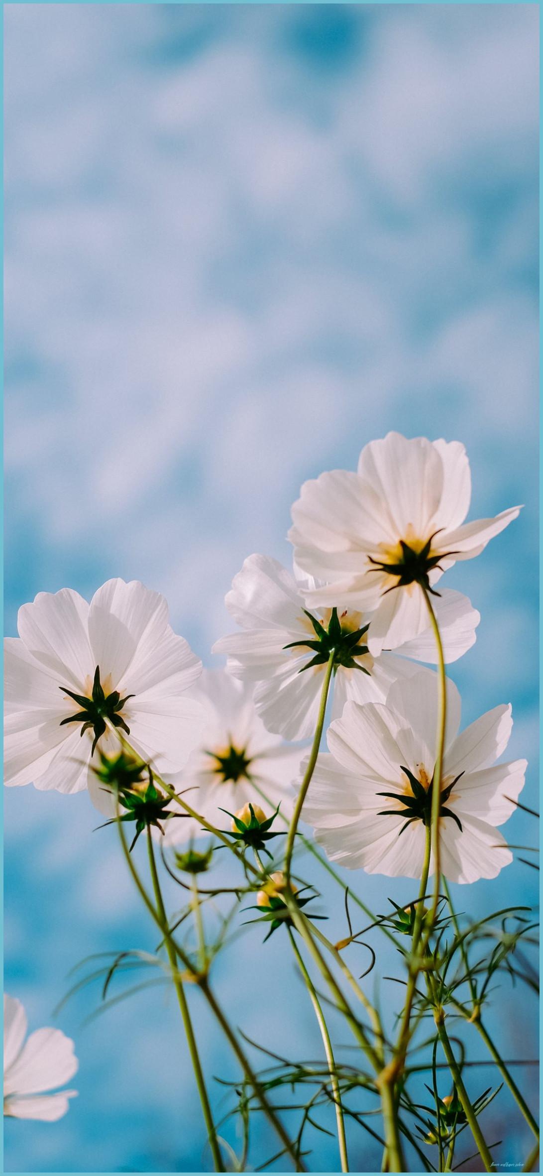1091x2362 Flower IPhone 9 HD Wallpaper Wallpaper iPhone