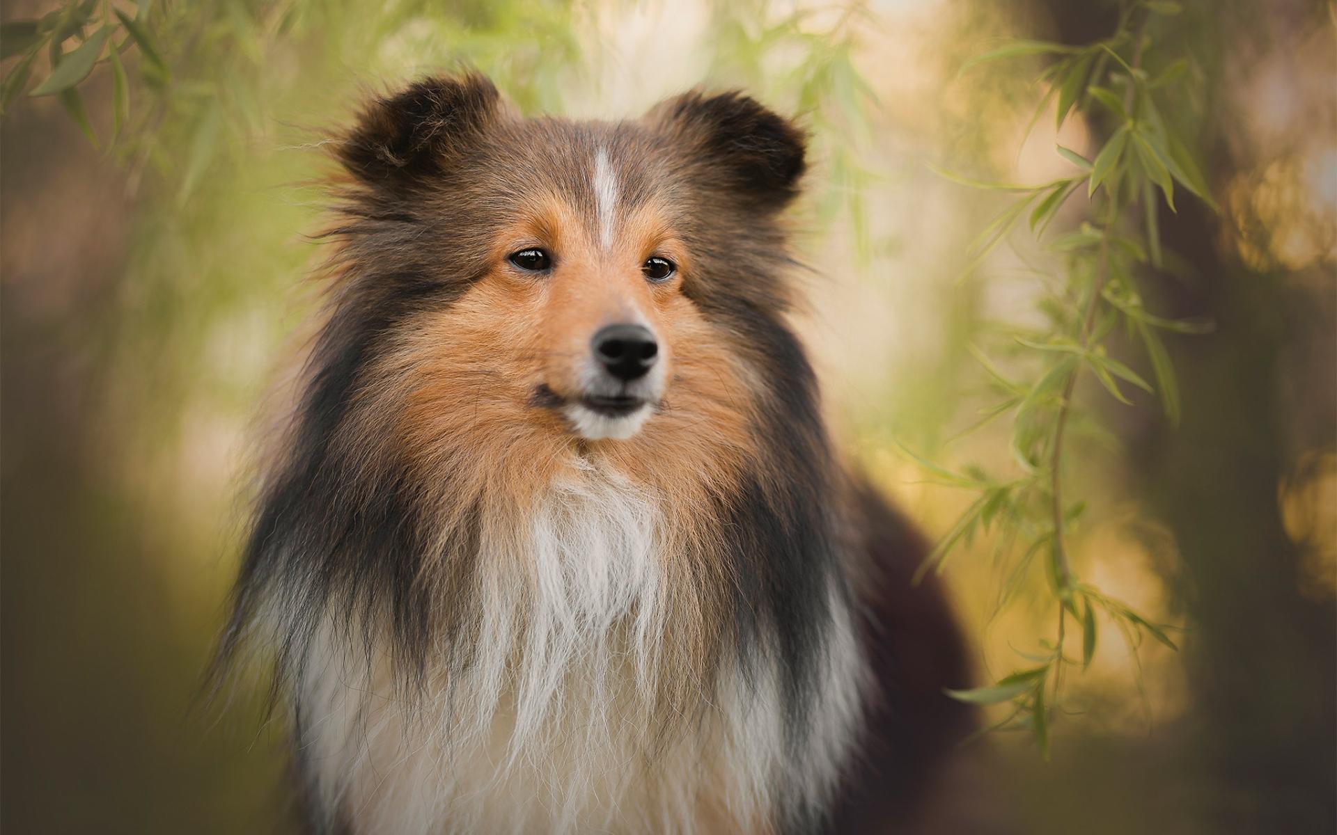 Shetland Sheepdog Wallpapers - Top Free Shetland Sheepdog Backgrounds ...