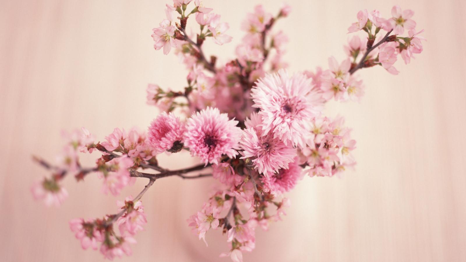 1600x900 Free download Flowers Retro Wallpaper Coral 4625 Wallpaper Cool Walldiskpapercom [1920x1200] for your Desktop, Mobile & Tablet. Explore Coral Flowered Wallpaper. Coral Reef Wallpaper for Walls, Sea Coral Wallpaper, Orange Floral Wallpaper
