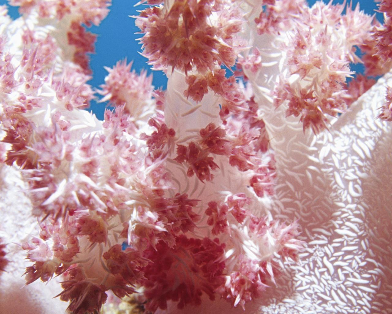 Coral Flowers Desktop Wallpapers - Top Free Coral Flowers Desktop