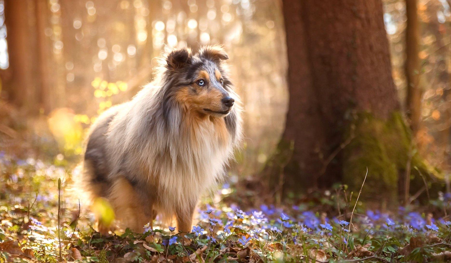 1872x1095 Shetland Sheepdog Wallpaper HD Download