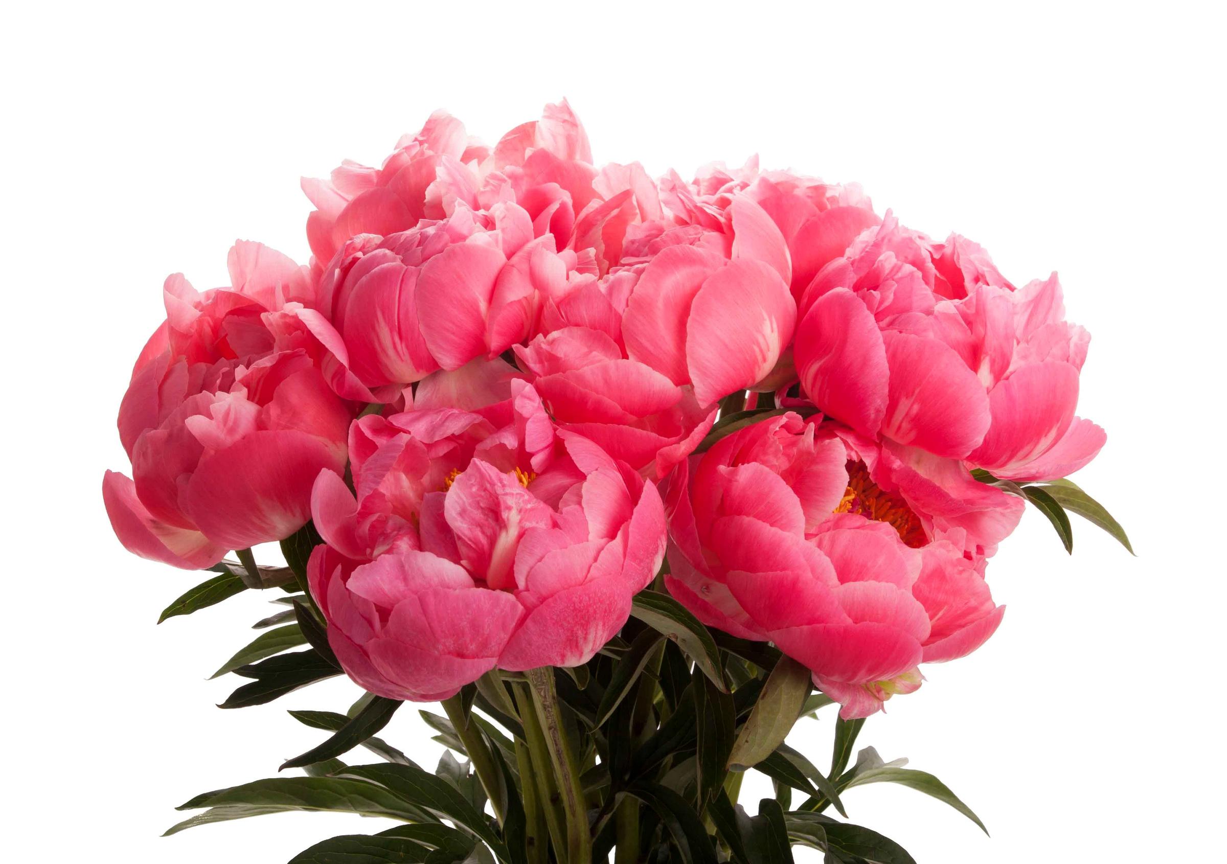 Coral Flowers Desktop Wallpapers - Top Free Coral Flowers Desktop