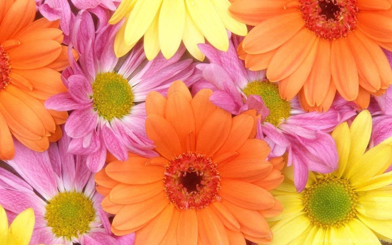1280x800 Pink Flower Wallpaper For Bedrooms Wallpaper HD Fine Desktop Background