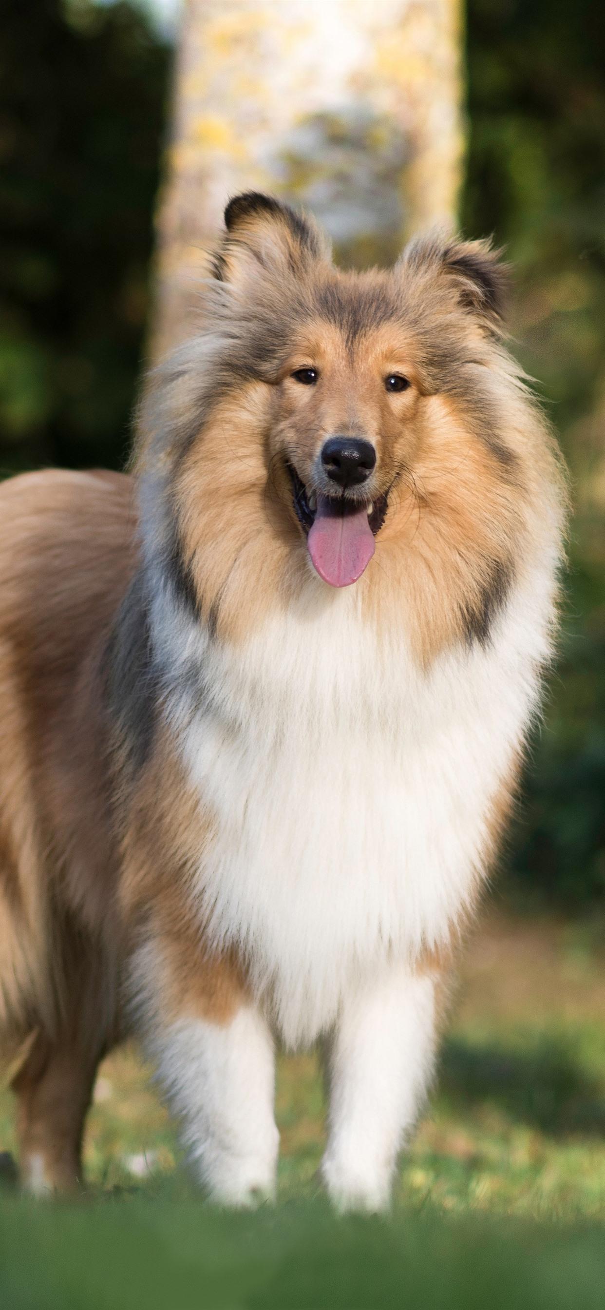 1242x2688 Shetland Sheepdog, Dog 1242x2688 IPhone 11 Pro XS Max Wallpaper, Background, Picture, Image