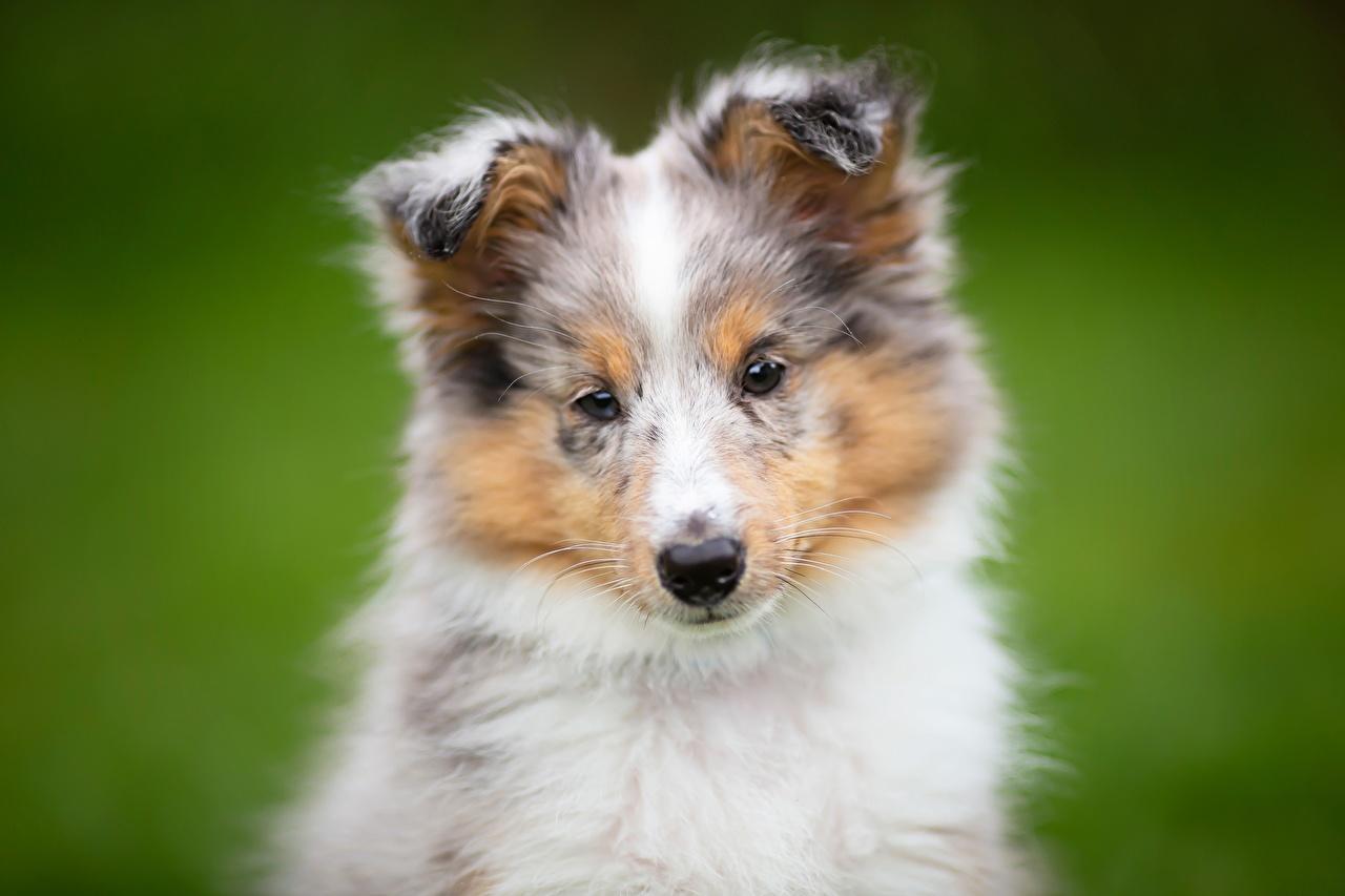 1280x853 Desktop Wallpaper puppies Sheltie Shetland Sheepdog Dogs Bokeh