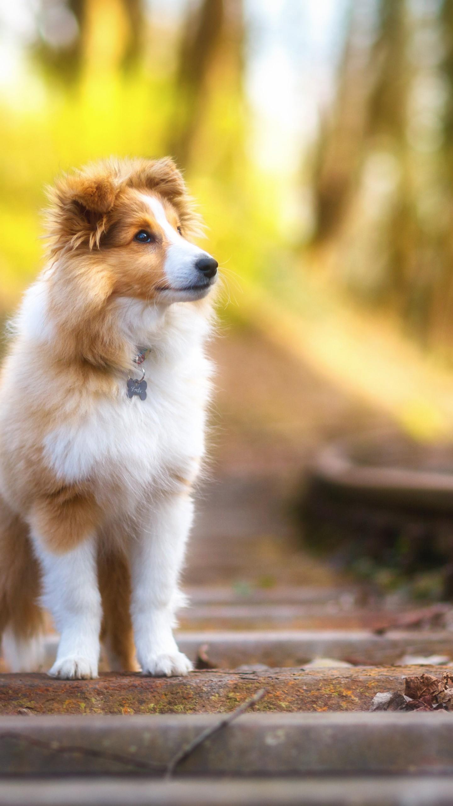 1440x2560 Wallpaper Shetland Sheepdog, puppy, cute animals, 4k, Animals