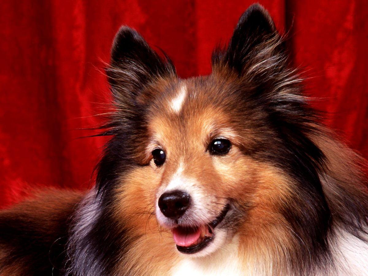 1200x900 Shetland sheepdog wallpaper HD. Download Free background