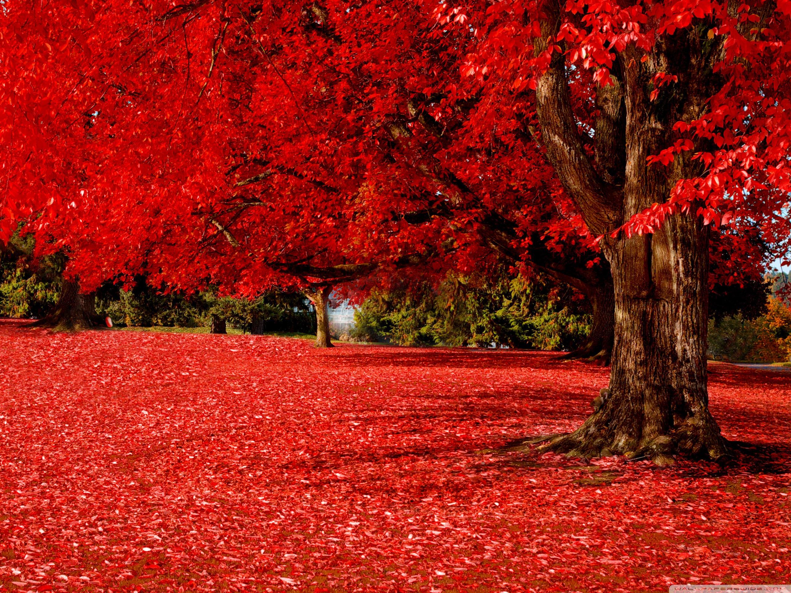 Beautiful Red Desktop Wallpapers Top Free Beautiful Red Desktop Backgrounds Wallpaperaccess