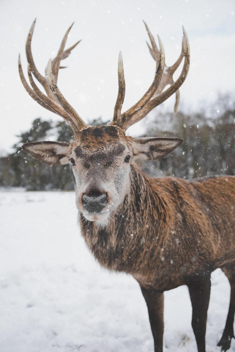 1000x1500 Deer Snow Picture. Download Free Image