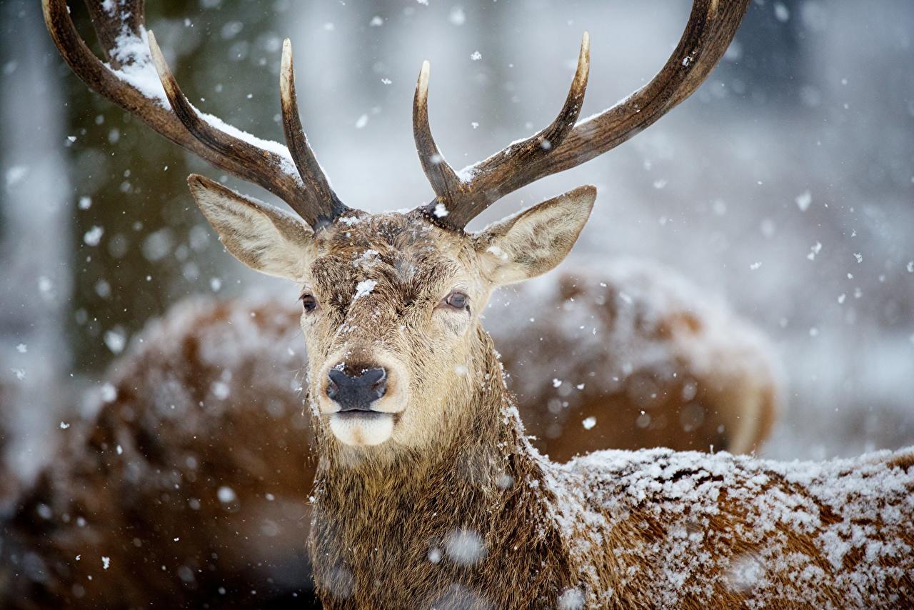 1280x854 Desktop Wallpaper Deer Horns Snow Animals