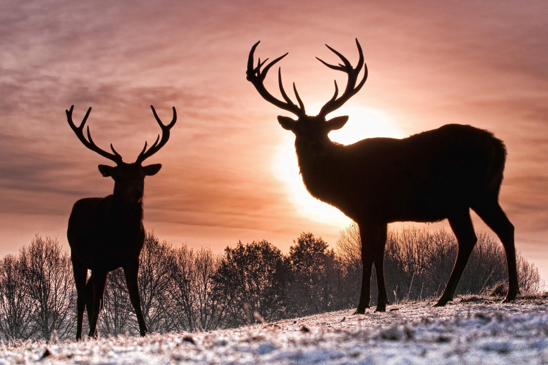 1920x1280 Download Wallpaper, Download 1920x1200 winter season snow sun animals silhouette deer 1920x1280 wallpaper Animals HD Wallpaper, Hi Res Animals Wallpaper, High Definition Wallpaper