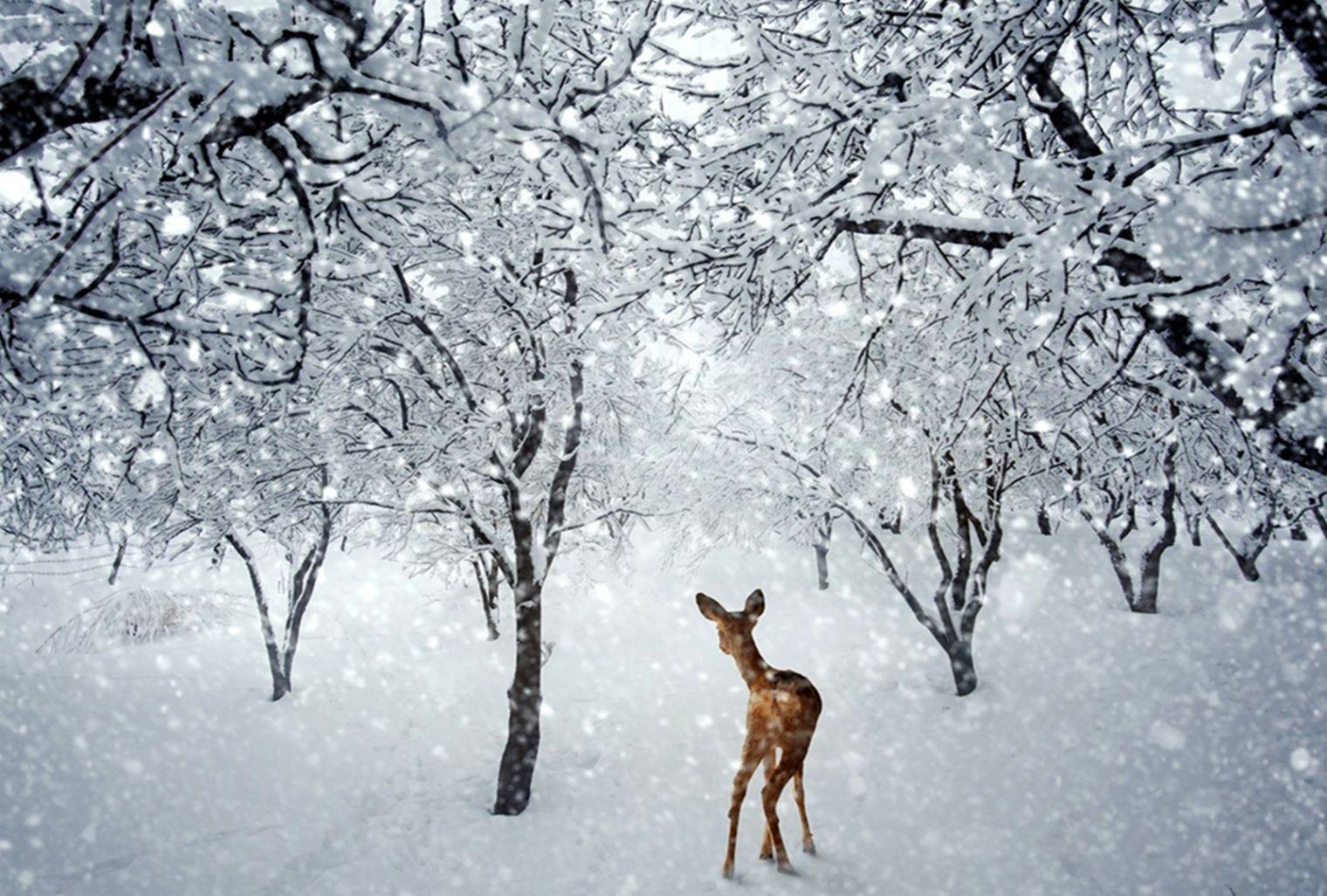 1520x1026 Download Winter Wallpaper With Deer