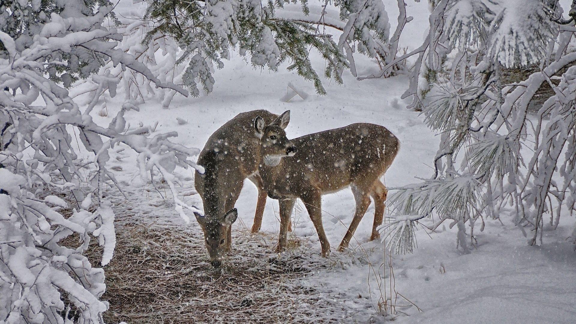 1920x1080 Download wallpaper 1920x1080 deer, snow, trees full hd, hdtv, fhd, 1080p HD background
