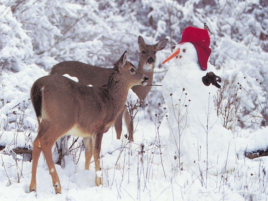 1024x768 Iceman and deer in snow